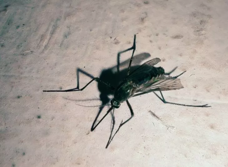 close up of an mosquito