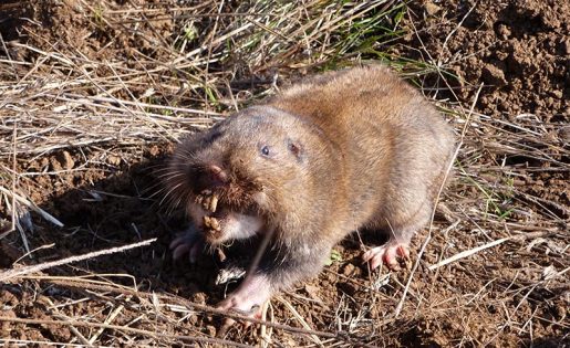 Camas_pocket_gopher_(1) Camas_pocket_gopher_(1)