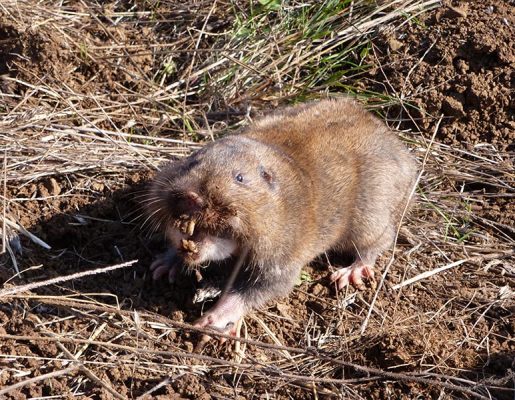 Pest Guide for pocket gopher Pest Guide pocket gopher