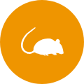 pest control mouse