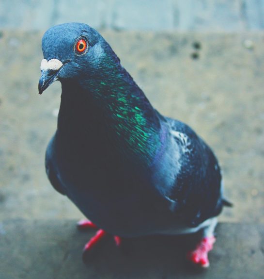 animal-animal-photography-avian-757182 (1) pest control pigeon