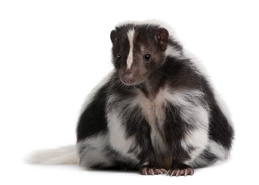 Martin pest Control blog- a skunk