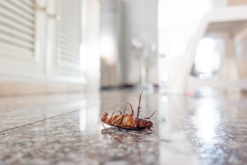 cockroach on house floor