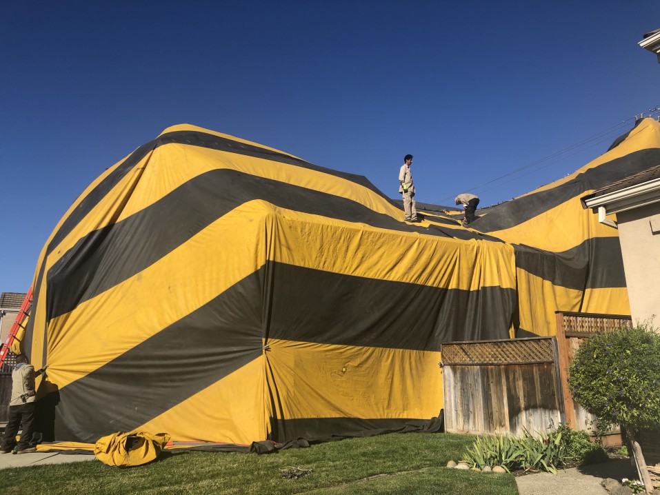 Roach extermination tent