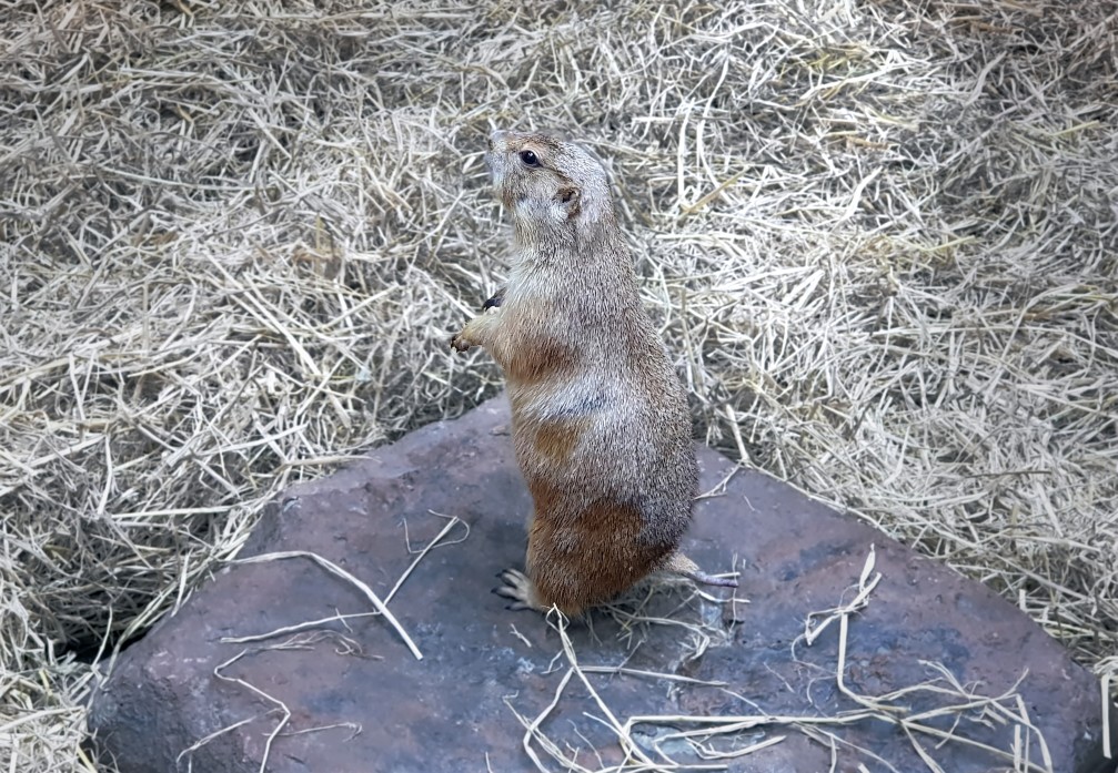 gopher on rock