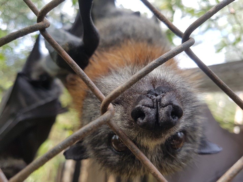 Dealing With Bats In Alberta & Common Pest Control Methods For Bats