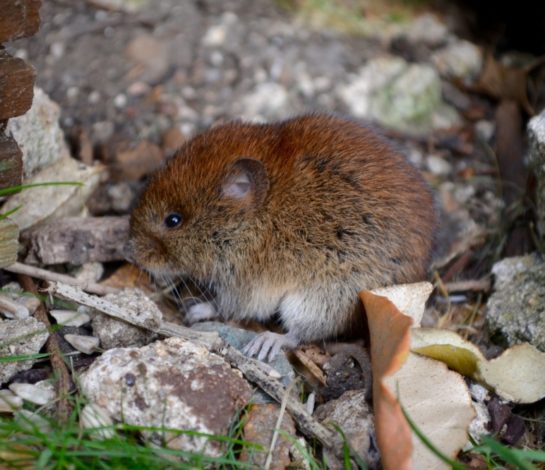 Voles are coming out, we offer vole control Voles are coming out, we offer vole control