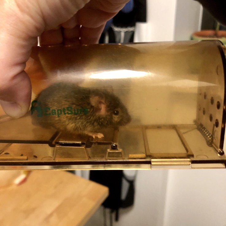 vole trap