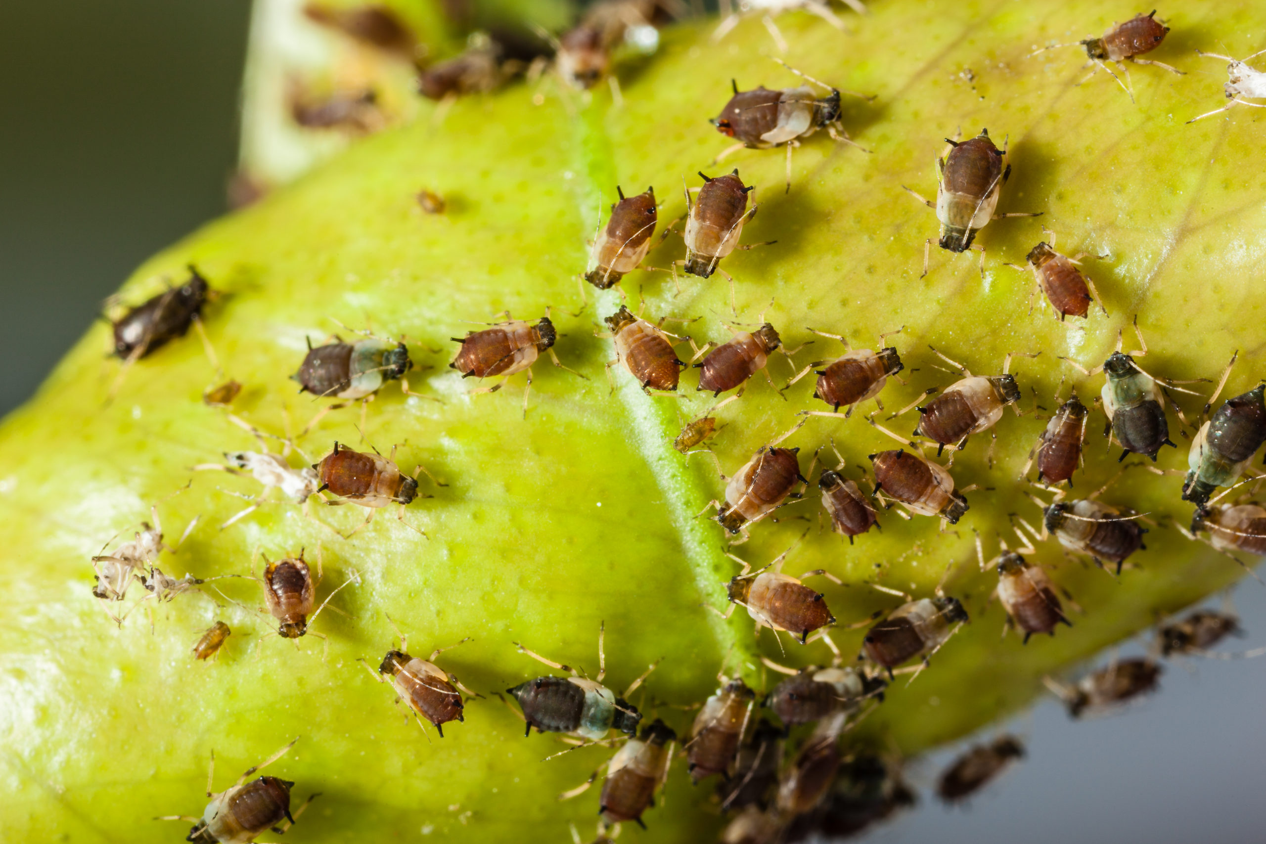 using biologics to control aphids