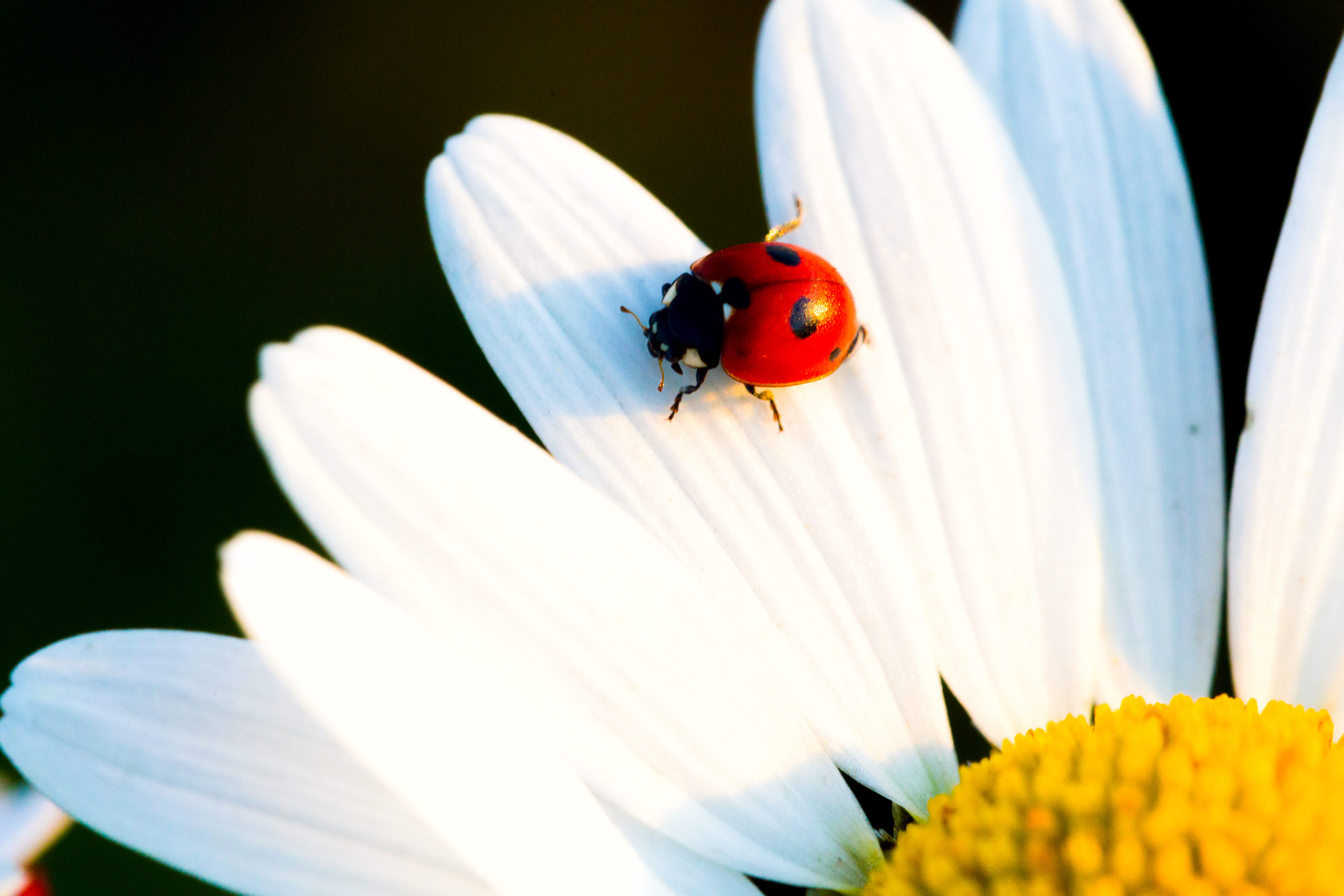 Ladybug's and their use in biologics