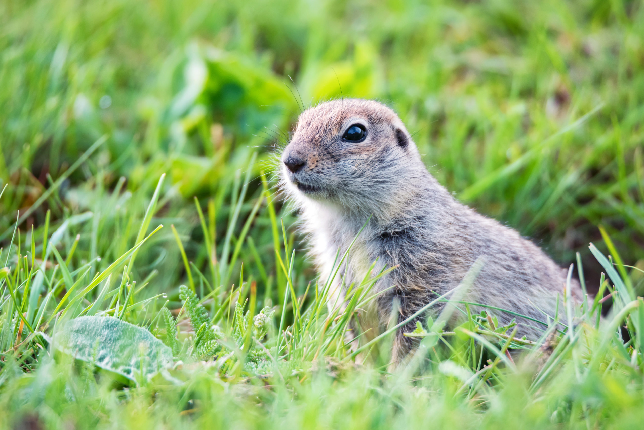 mountain gopher and using biologics to control them