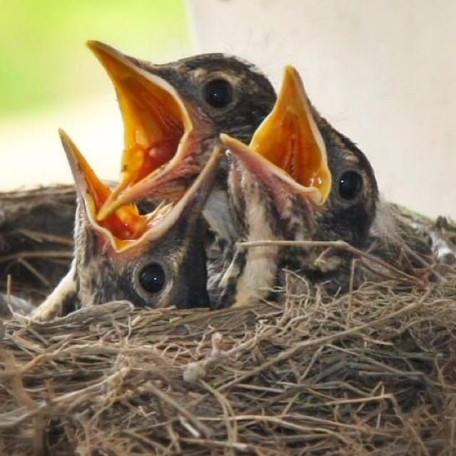 birds nest