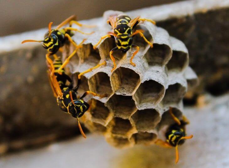 wasp control for nests