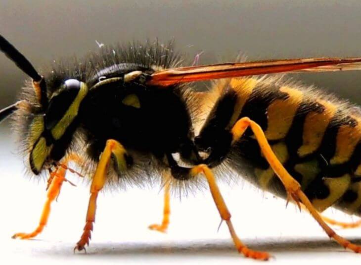 wasp-control