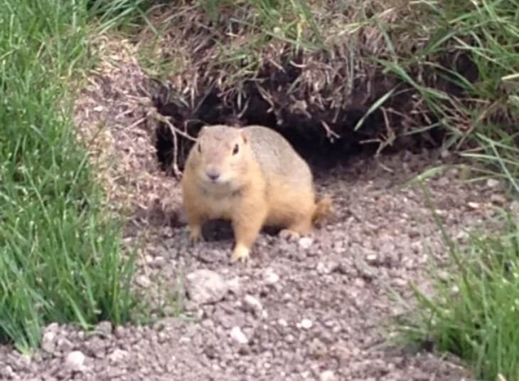 common pests calgary, gophers
