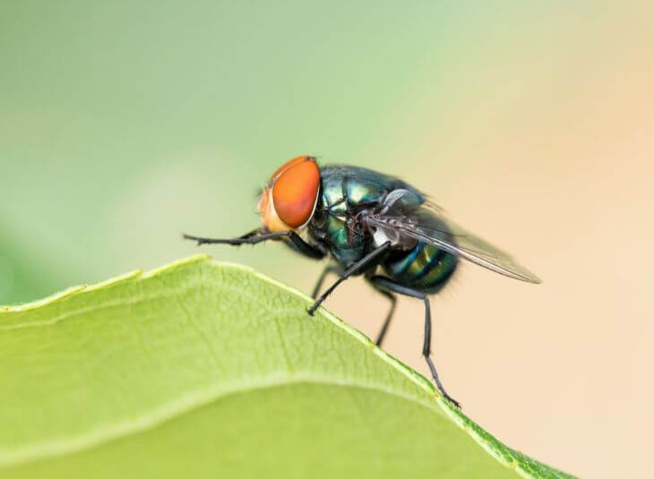 blow fly
