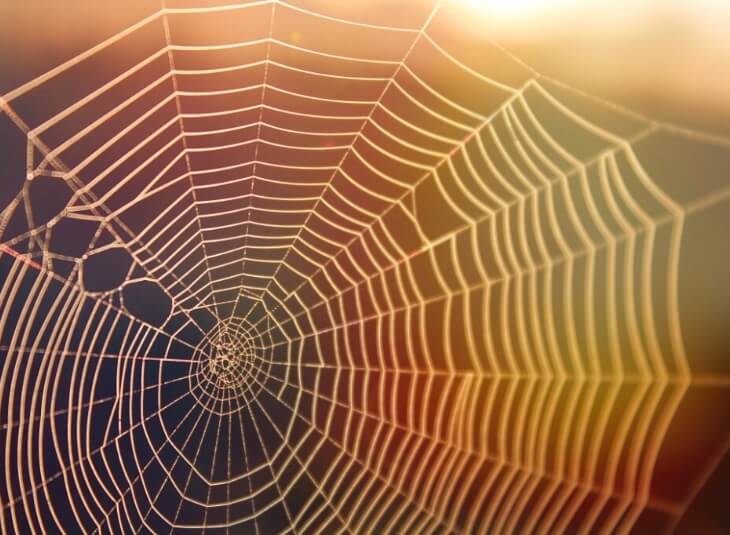 common spiders, spider web, pest control