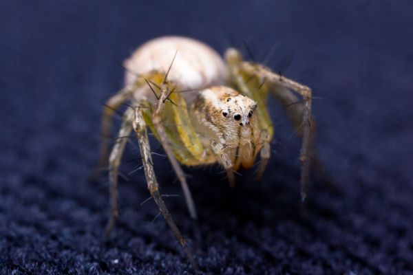 winter pests