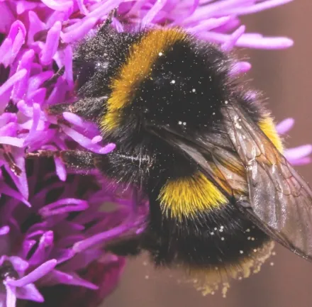a Bumblebee
