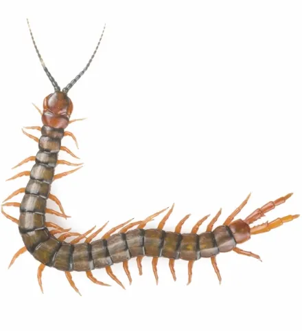 a Centipede
