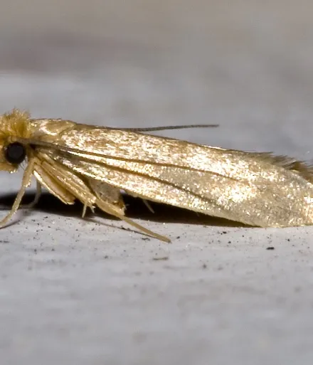 a cloth moth