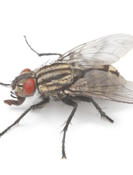 a cluster fly