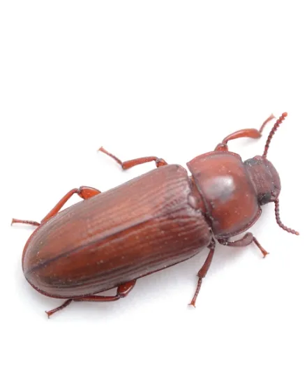 a-confused-flour beetle