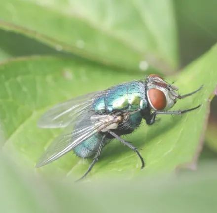 a fruitfly
