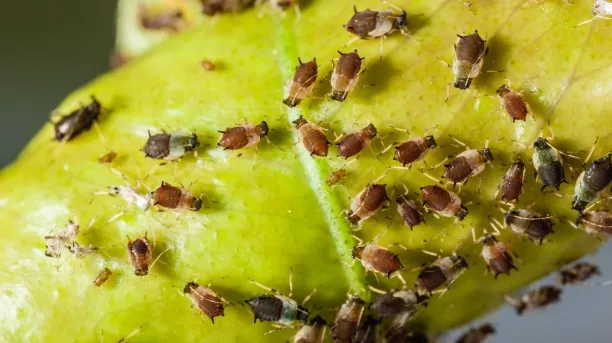 a group of aphids