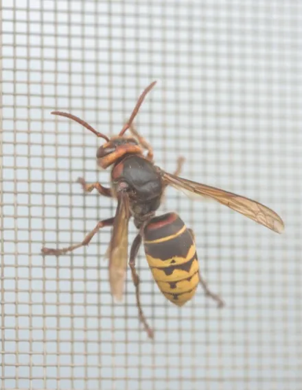 a hornet on a grid