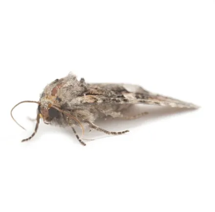 a house moth