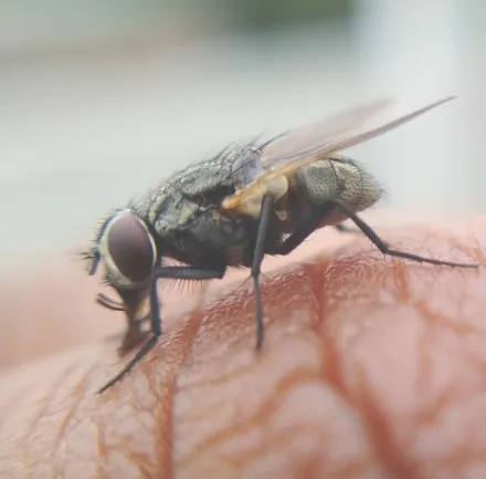 a housefly