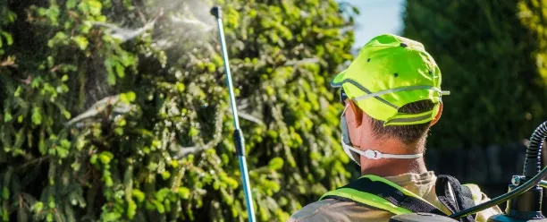 a man spraying insecticides on plants