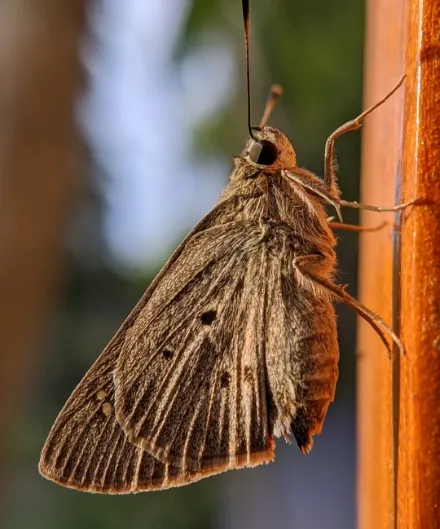 a mothfly