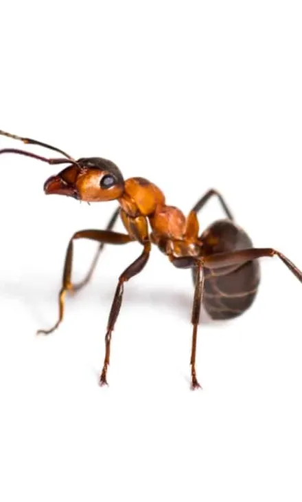 a-pahroah-ant