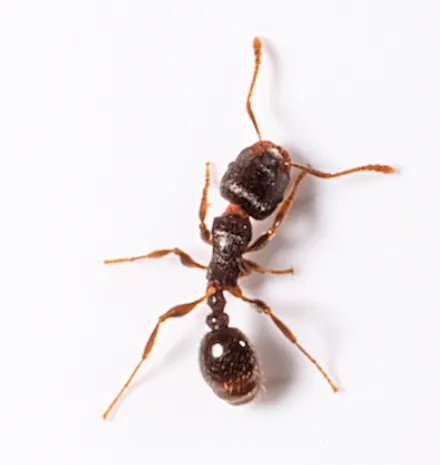 a -pavement-ant