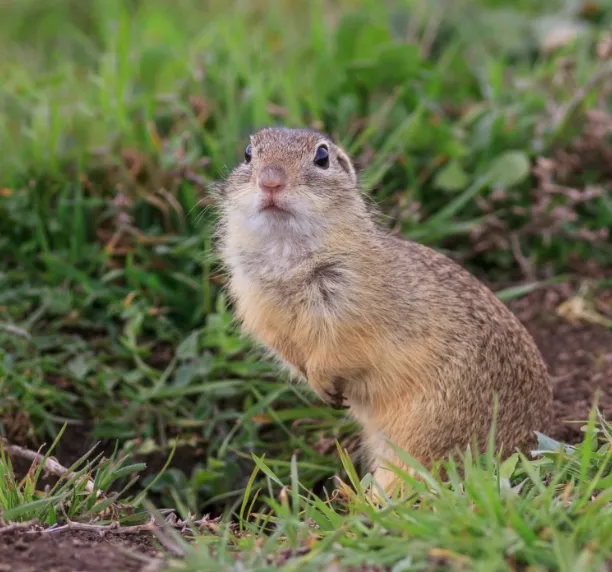 a gopher in the grass