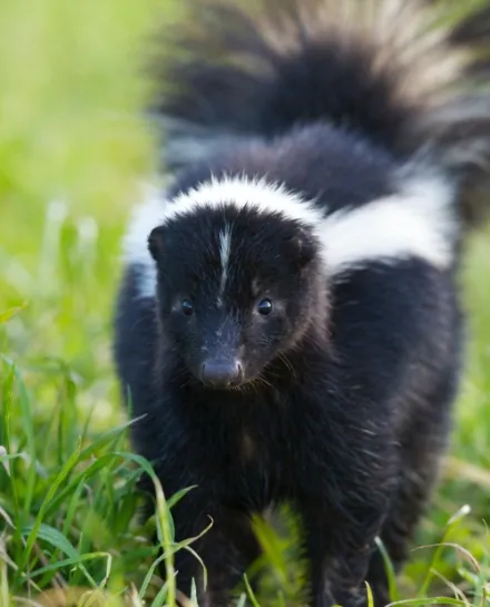 a skunk