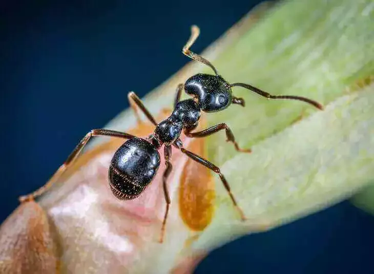 Martin pest Control blog- an ant
