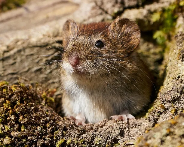 bank vole shooting out from its burrow