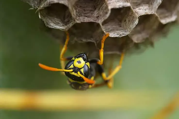 closeup-of-a-bee.webp