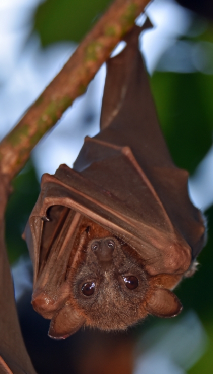 a bat hanging