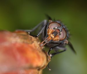 closeup-of-a-house fly.webp