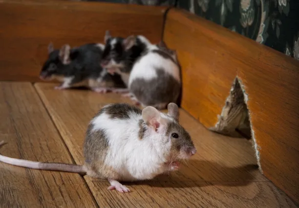 mice near a hole in the house