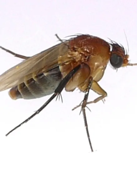 a phorid-fly