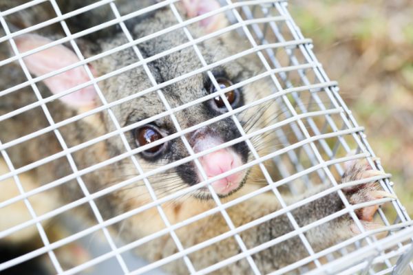 a gopher behind bars