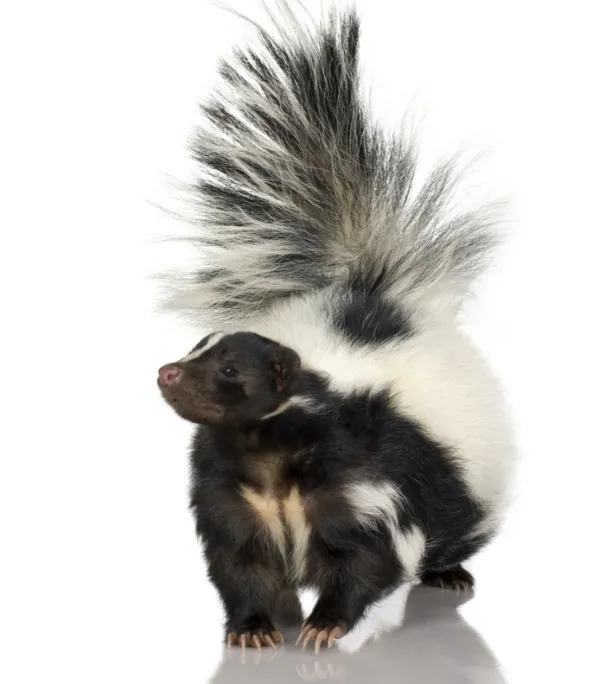 skunk picture on white background