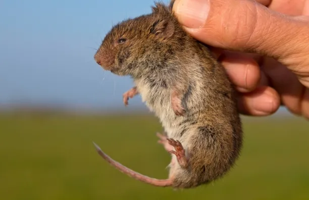 vield vole pulled up with two fingers