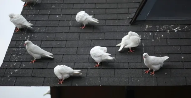 white pigeaons on the roof