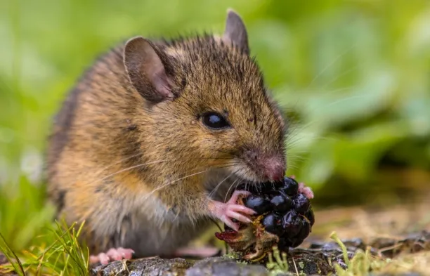 wild-field-mouse-eating-raspberry